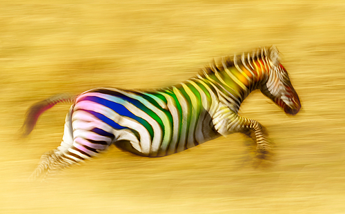 Running multicolored zebra
