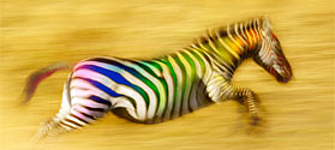 Running multicolored zebra